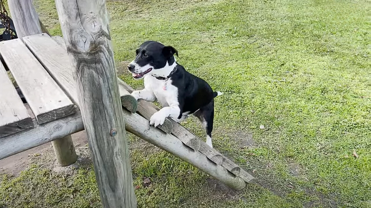 From Despair to Joy: The Unbelievable Journey of a Neglected Pup