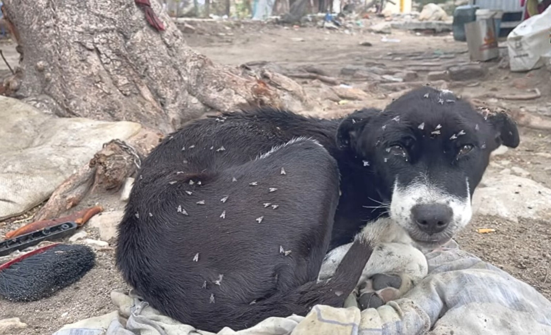 From Despair to Joy: The Unbelievable Journey of a Neglected Pup