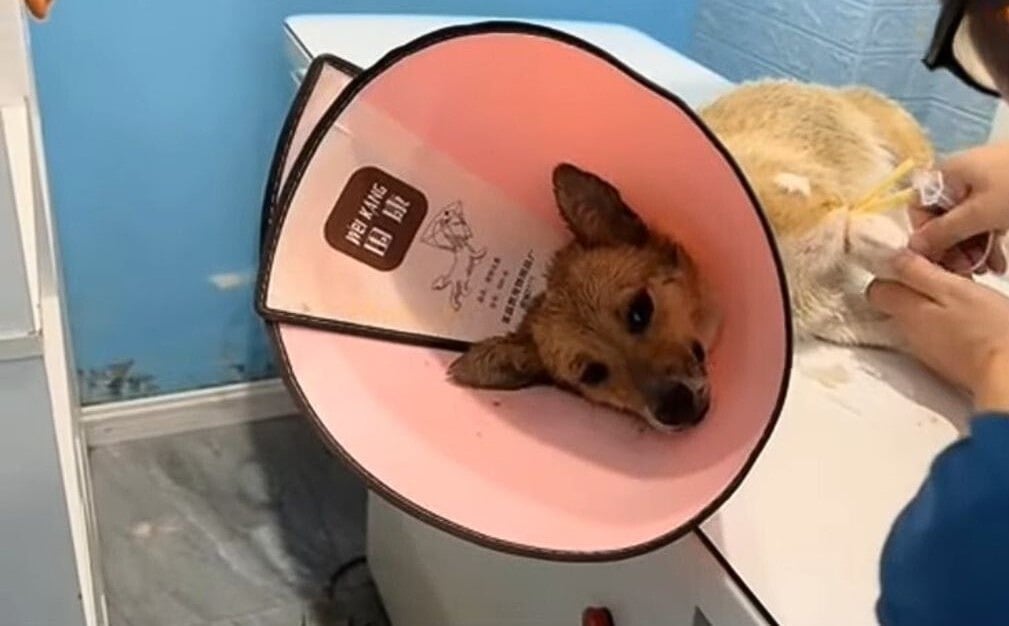 From Desperation to Joy: The Dog Who Found Love in the Rain