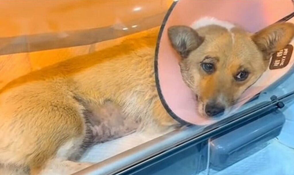 From Desperation to Joy: The Dog Who Found Love in the Rain