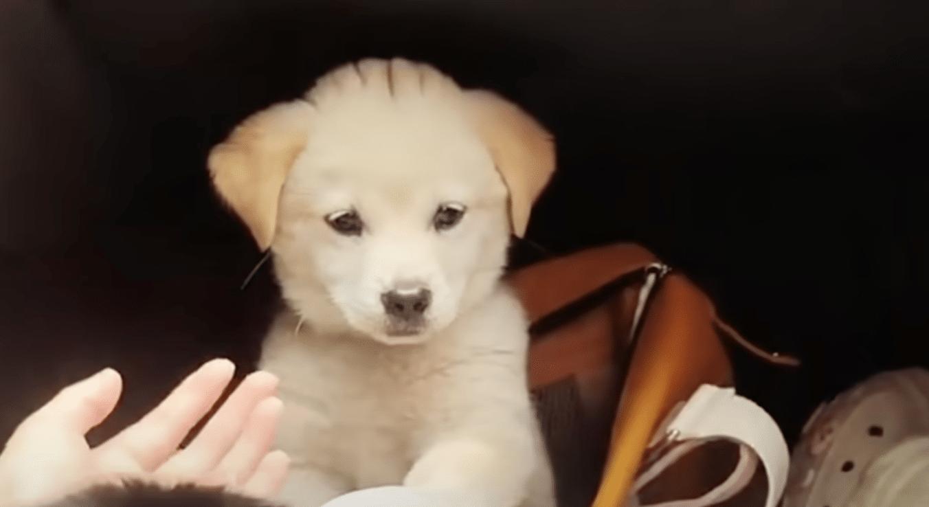 Girl's Heartfelt Encounter with a Helpless Pup A LifeChanging Decision