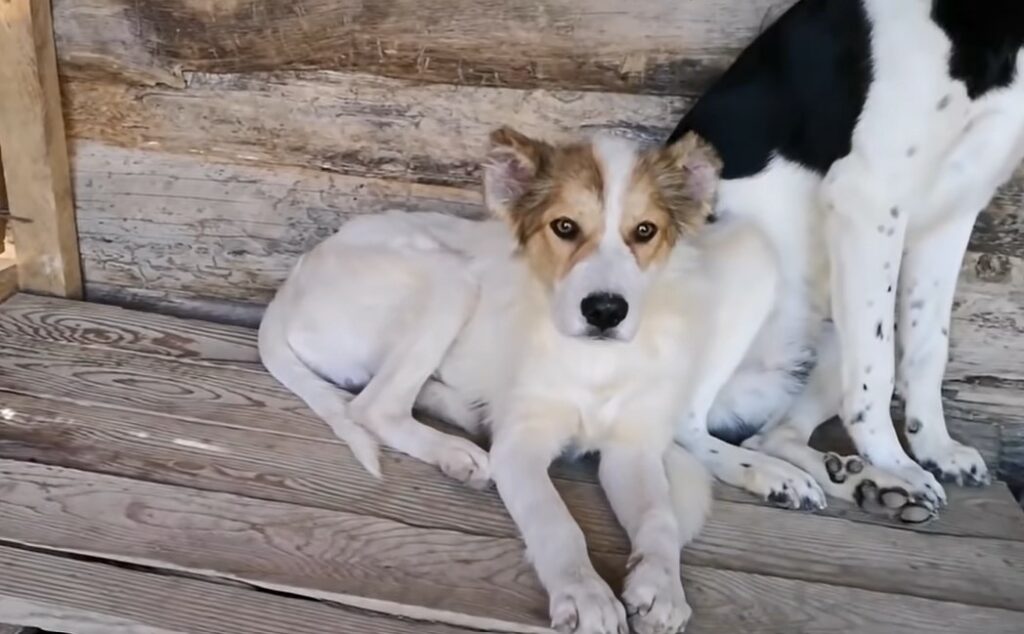 Rescued from Despair: The Unbelievable Journey of a Helpless Dog