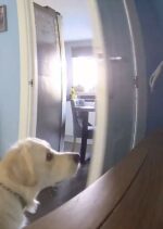 The Hilarious Canine Meltdown You Won't Believe!
