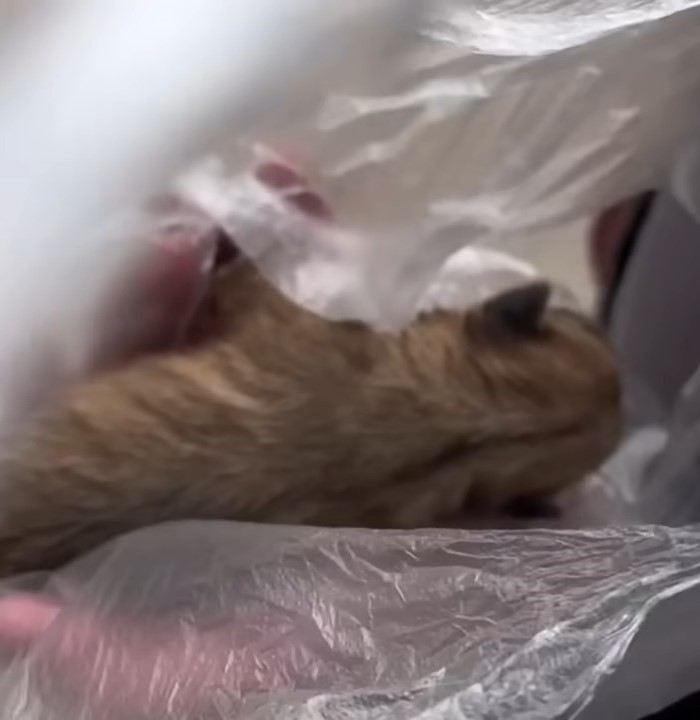 Unbelievable Discovery: What This Woman Found in a Plastic Bag Will ...