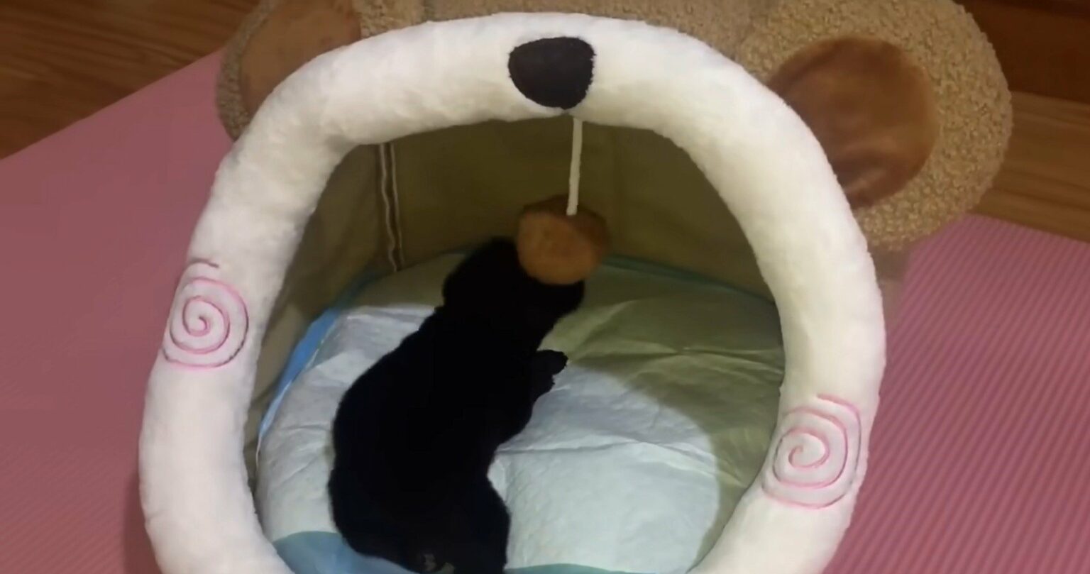 Picture of Unbelievable Discovery: Woman Stumbles Upon Abandoned Puppies Fighting ...