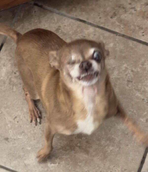 Witness The Unbelievable Transformation Of A Senior Dog That Will Melt Your Heart-1