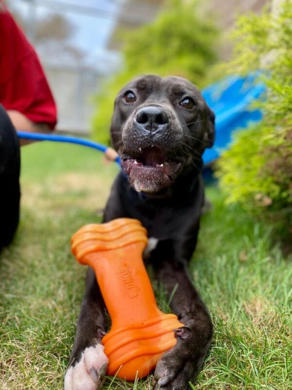 You Won't Believe What Happened After 92 Days of Heartache for This Lonely Dog-1