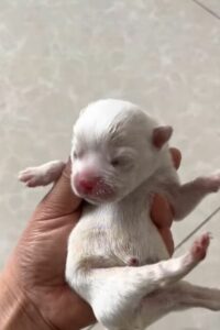Abandoned Puppies' Cries Lead to Heartwarming Rescue You Won't Believe
