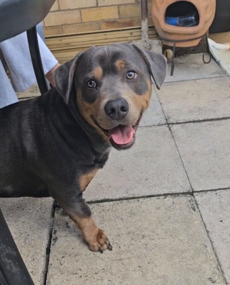You Won't Believe the Adorable Mix That Has Everyone Talking!
